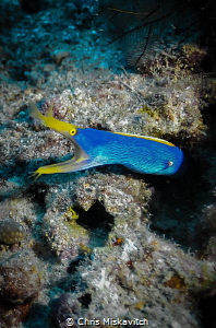 Ribbon Eel, coming out to say hello. by Chris Miskavitch 